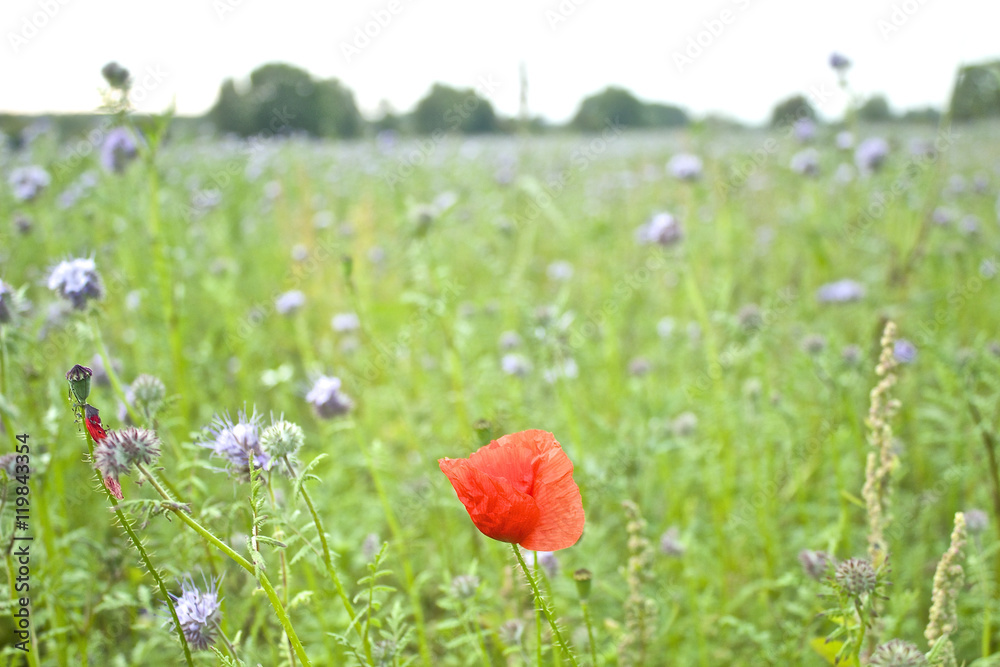 Fototapeta premium Einzelne Mohnblume vor einem Bienenweide Feld 