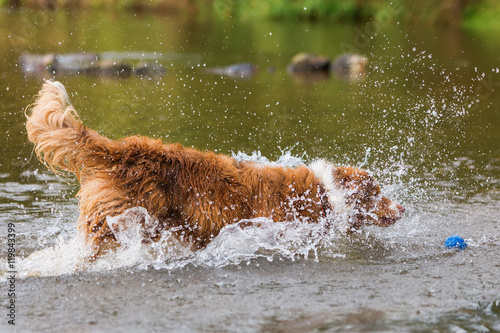 Australian Shepherd catches a ball in a river