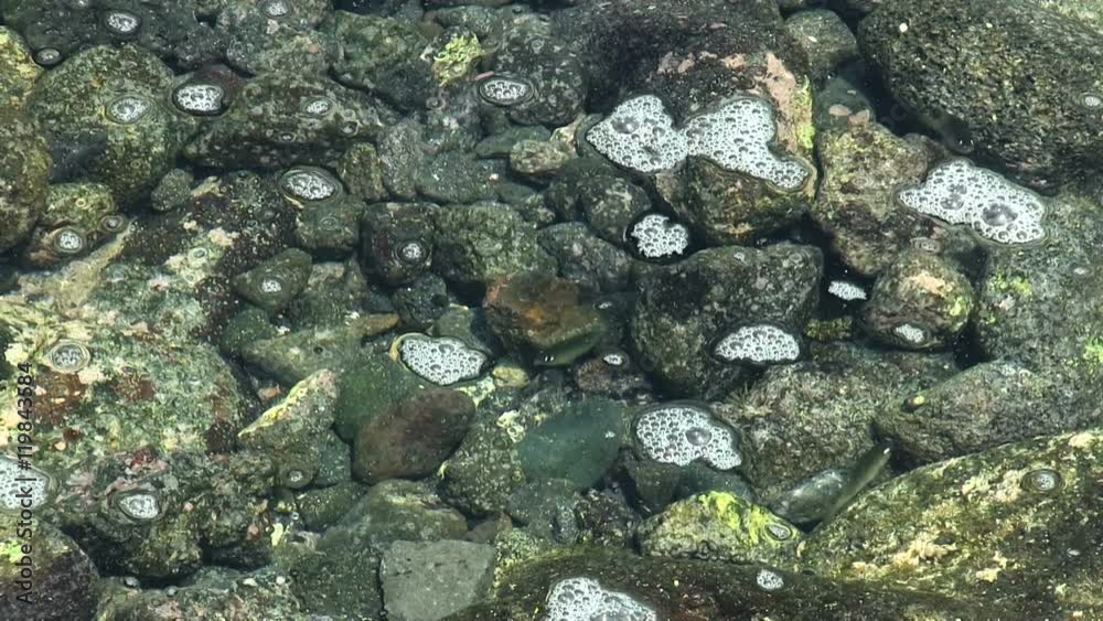 Small Fish Darting Among Rocks In Ocean Tide Pool
Small Fish Darting Among Rocks In Ocean Tide Pool