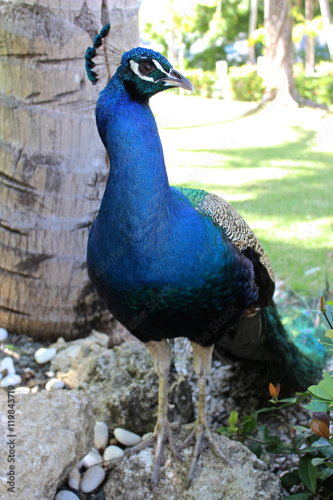 Fototapeta premium Blauer Pfau in Parkanlage 