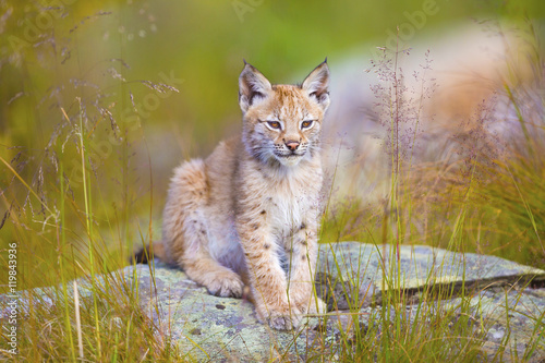 Cute young lynx cub sitting in the grass