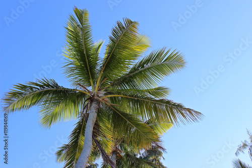 Palmen-Krone in der Karibik