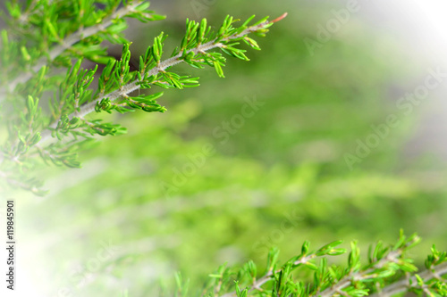 Blurred Christmas tree branches as Christmas background
