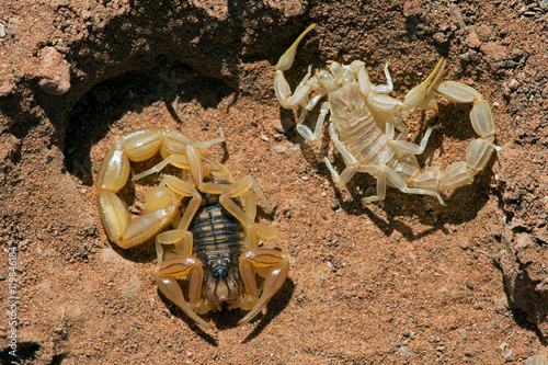 Common Yellow Scorpion (Buthus Occitanus)/Common Yellow Scorpion next to shed skin photo