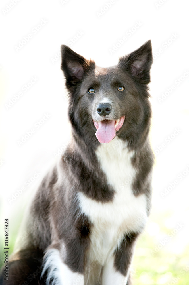 silver grey border collie portrait silver grey border collie portrait