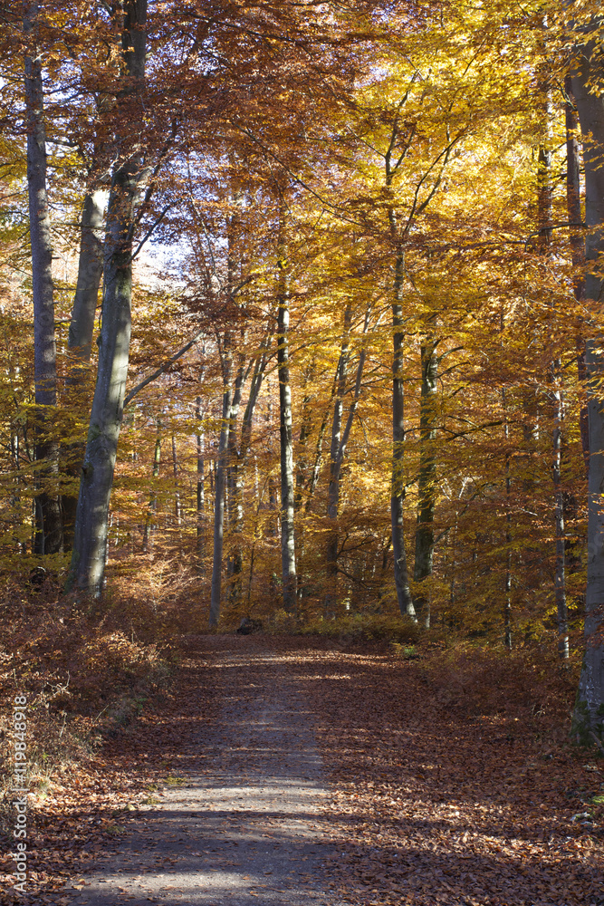 Obraz premium Herbststimmung