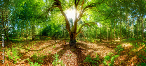 Großer Baum im Wald - Sonnenstrahlen durchbrechen Baumkrone eines alten Baumes photo