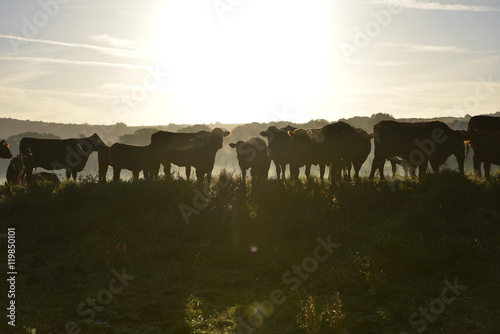 Morning misty cows © Peter Cripps