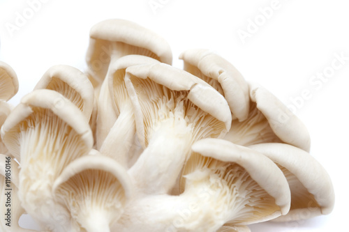 Fresh organic oyster mushrooms