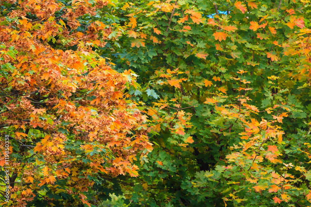 Fall trees yellow orange leaves nature background Fall trees yellow orange leaves nature background
