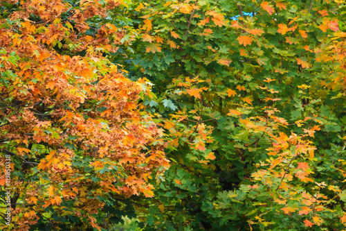 Fall trees yellow orange leaves nature background