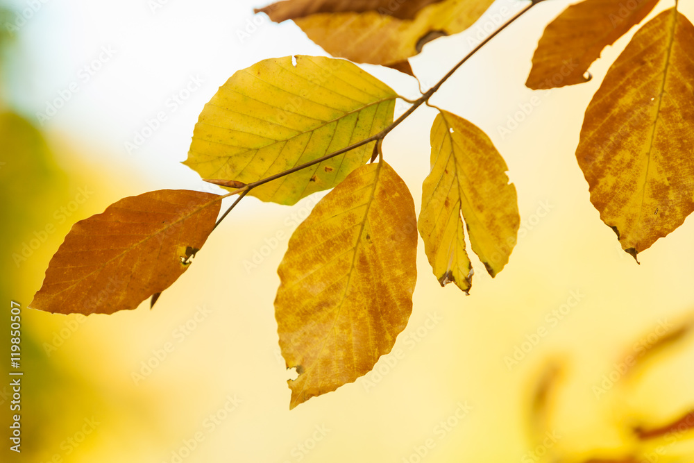 Autumnal branches in sun. Autumnal branches in sun.