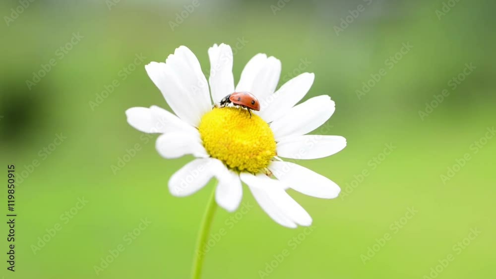 Red ladybug on white daisy with green grass background. Macro hd video