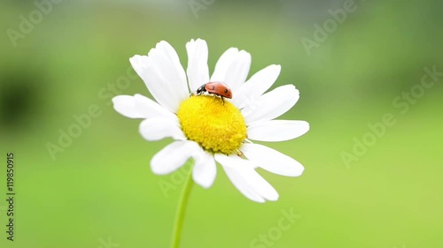Red ladybug on white daisy with green grass background. Macro hd video photo