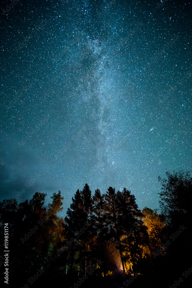 Milky way in the forest among trees