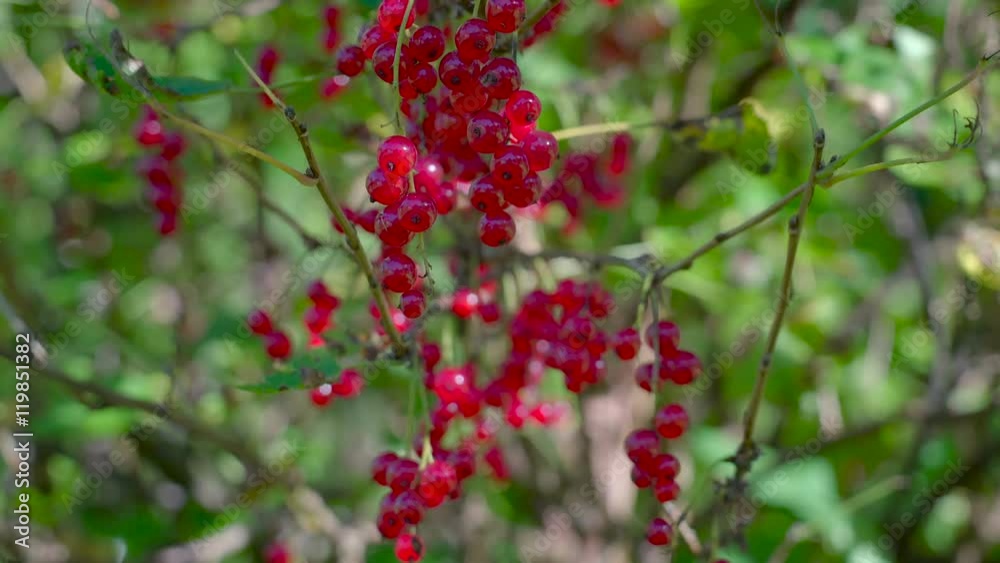 Another shrub tree with the red currant fruit. The redcurrant or red currant is a member of the genus Ribes in the gooseberry family. Another shrub tree with the red currant fruit. The redcurrant or red currant is a member of the genus Ribes in the gooseberry family.