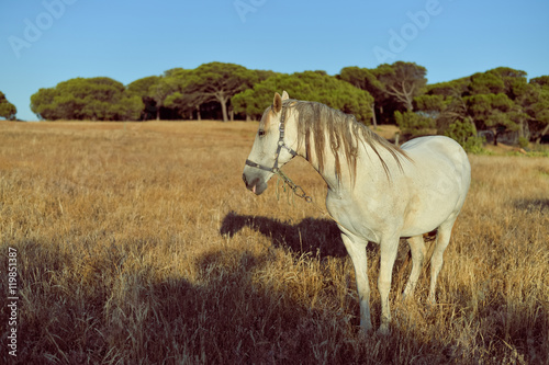 Beautiful white horse in the field, sunny outdoors background