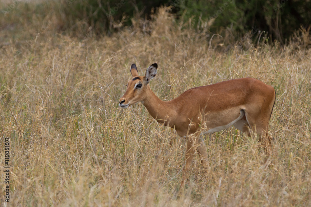 Impala