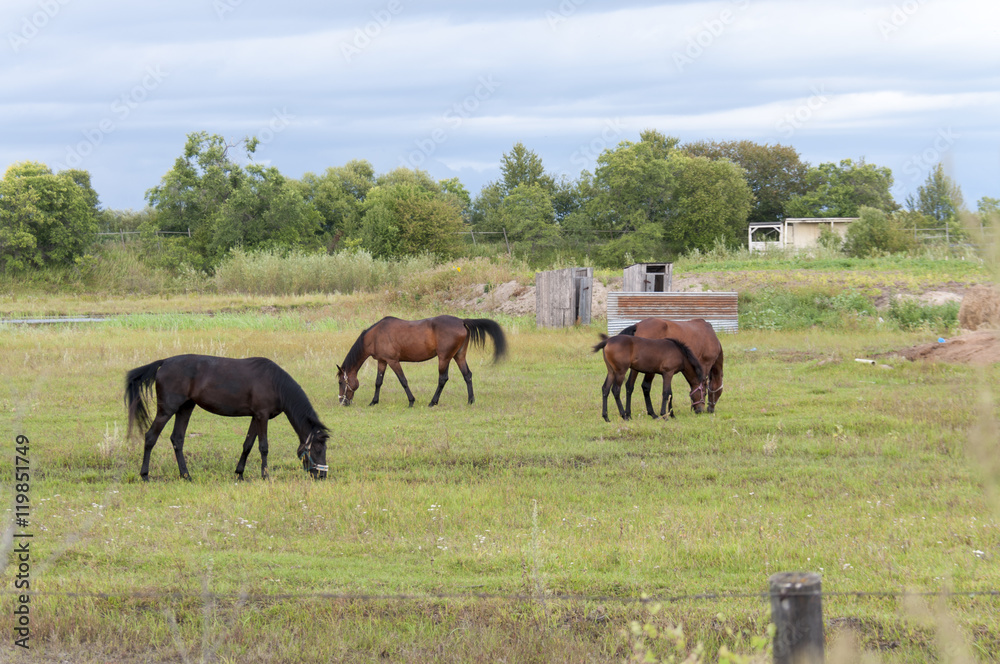 Summer pasture with horses  