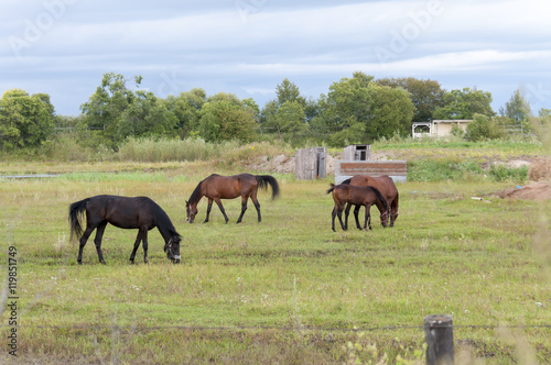 Summer pasture with horses   © Beliakina Ekaterina