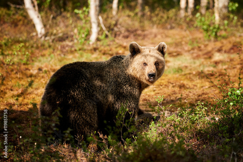 Beautiful female brown bear in Finland