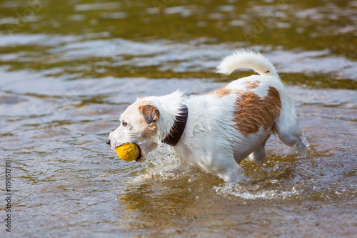 Fototapeta Naklejka Na Ścianę i Meble -  Parson Russell Terrier with a ball in a river