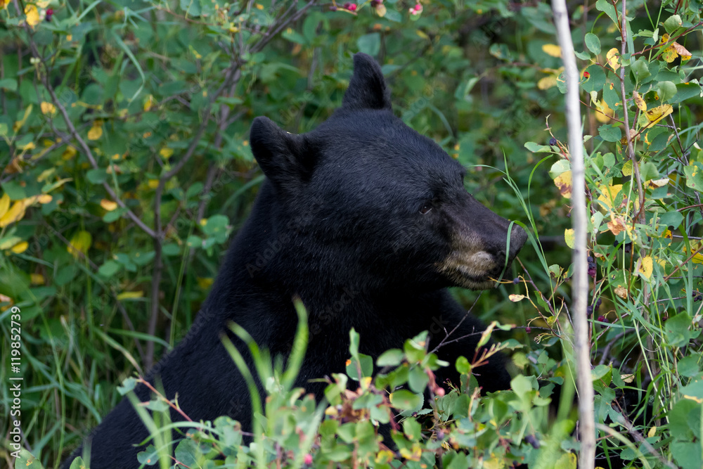 Fototapeta premium Black Bears