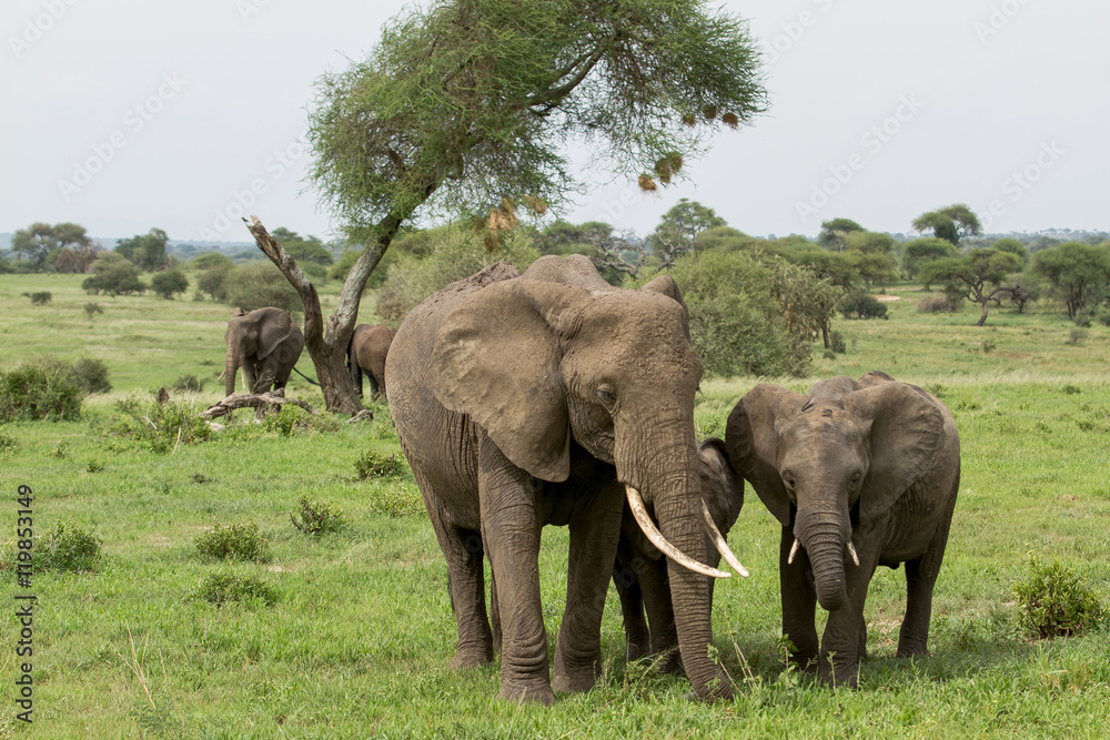 Elephants Elephants