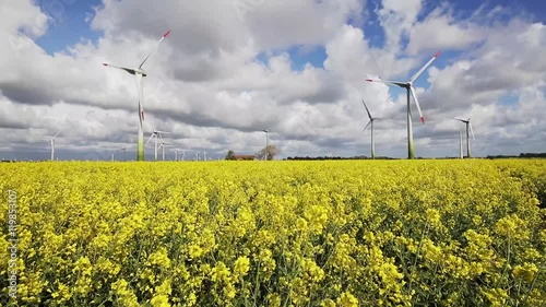 Windenergy turbines and canola photo