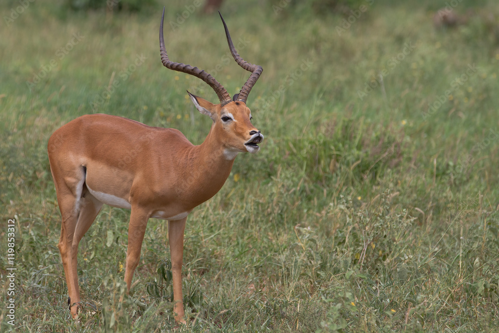 Obraz premium Impala