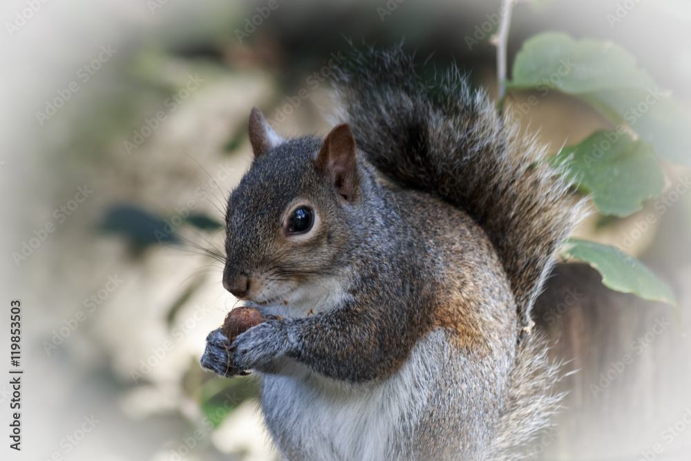 Squirrel eats nut in circle of light Squirrel eats nut in circle of light