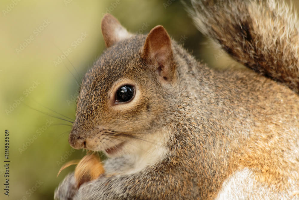 Squirrel eating nut close up zoom Squirrel eating nut close up zoom