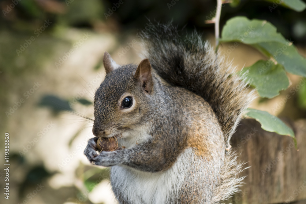Squirrel nibbles against Natural background Squirrel nibbles against Natural background