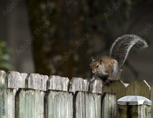 Canvas Print Feeling Squirrelly