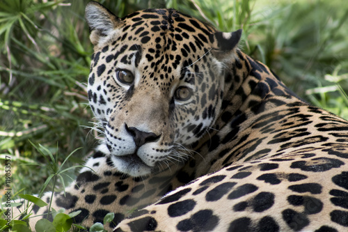 The Jaguar is Watching You © KbytesOfJax