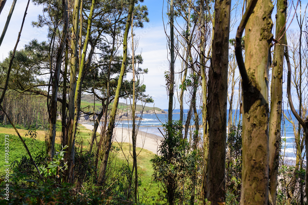 Fototapeta premium Beautiful seaview from green forest