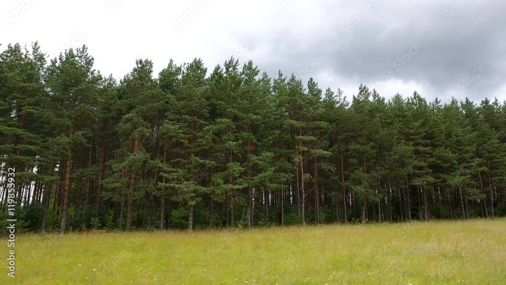 The view of the tall trees on the roadside while travelling seen the big woodland of trees in the fores The view of the tall trees on the roadside while travelling seen the big woodland of trees in the fores