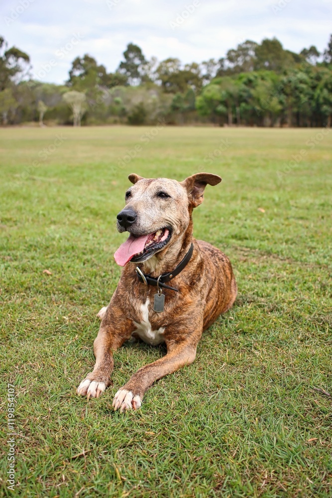 Happy Brown Dog at Park Happy Brown Dog at Park