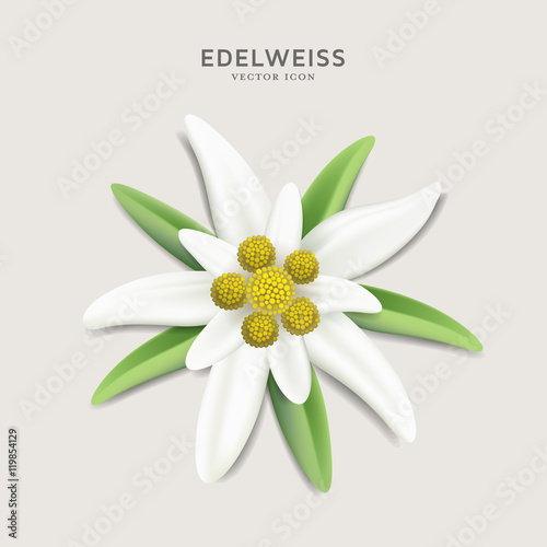 Alpine Edelweiss - detailed vector flower illustration