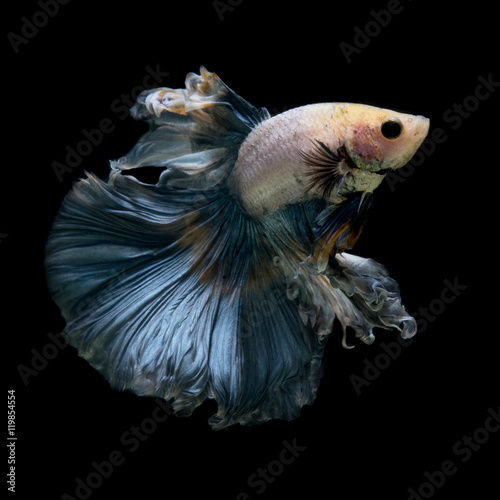 Siamese betta fish movement © chayathon2000