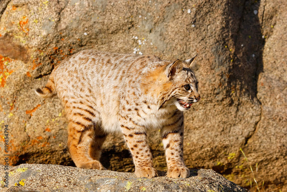 Fototapeta premium Bobcat standing on a rock