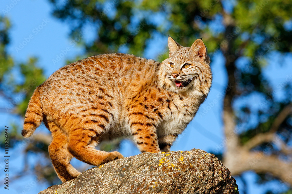 Obraz premium Bobcat standing on a rock