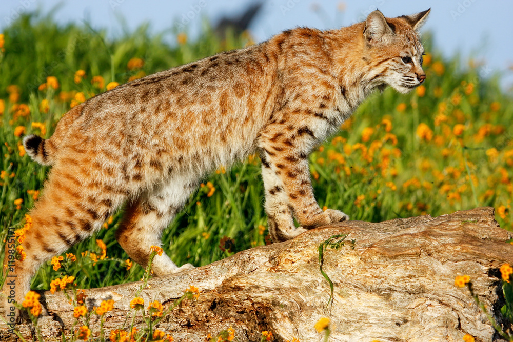 Fototapeta premium Bobcat standing on a log