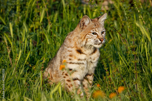 Bobcat sitting in a grass with flowers