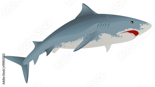 Big white shark marine predator