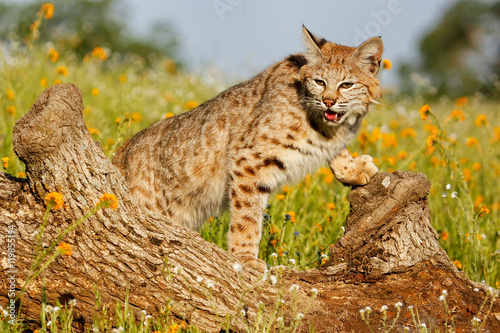 Bobcat standing on a log © donyanedomam