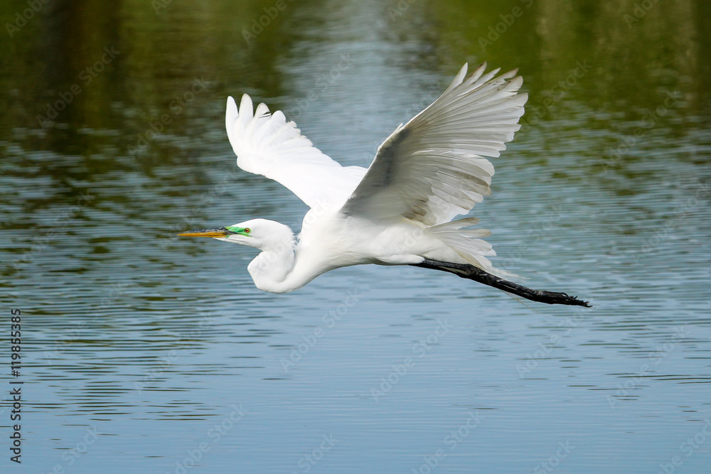 Great Egret (Ardea alba) in flight