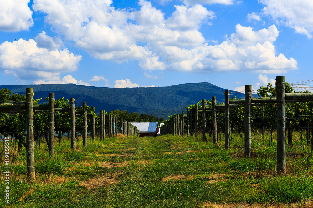 Obraz premium Vineyard in Virginia with grapes and mountain scene