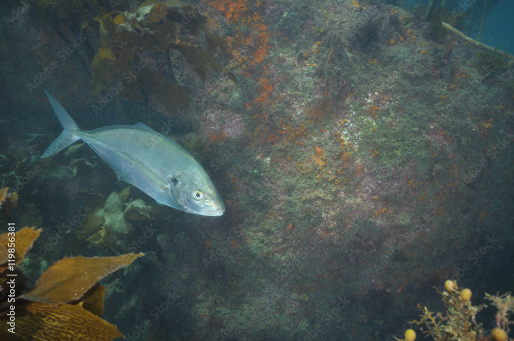Fototapeta premium Adult trevally Pseudocaranx georgianus at vertical rock in murky water.