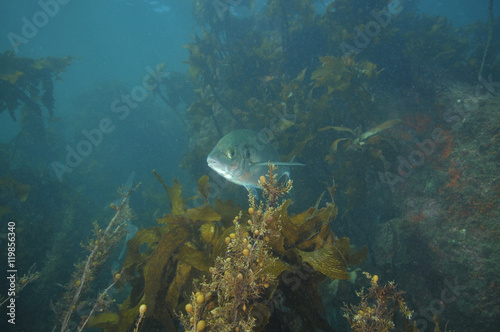Adult trevally Pseudocaranx georgianus hiding in shallow water kelp forest with help of murky water.